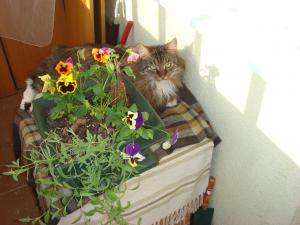 post-3729-053978700 1279556988_thumb.jpg