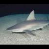 Grey shark